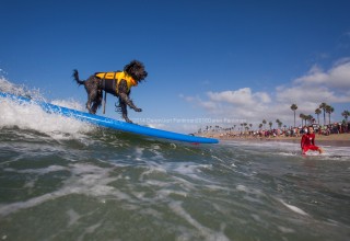 Pawabunga! Surf City Surf Dog® Competition on September 23