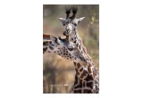 Giraffes in Tarangire National Park
