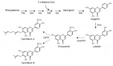 Proposed biosynthetic pathway for cannflavin A and B in Cannabis sativa