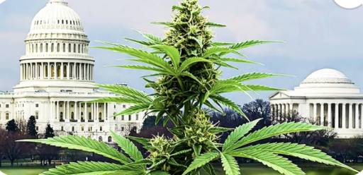MMJ International Holdings Joins Legal Challenge to Trump's Cannabis Rescheduling Order