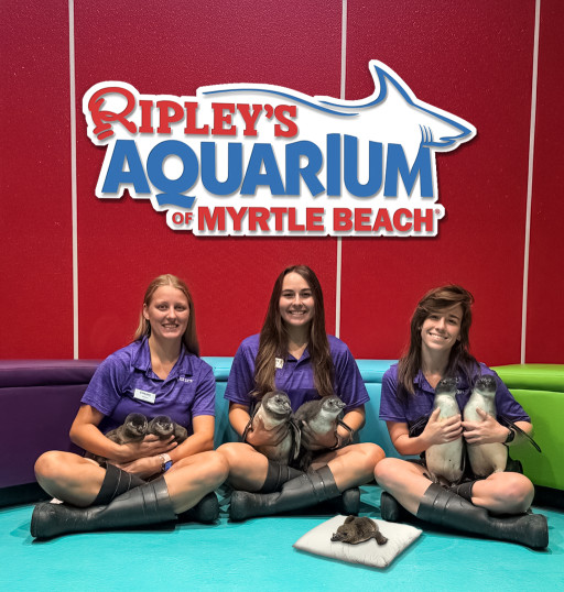 Getting Lucky: Meet 7 New Penguin Chicks at Ripley's Aquarium of Myrtle Beach