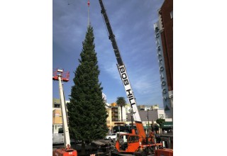  2017 Christmas tree arrives in Hollywood