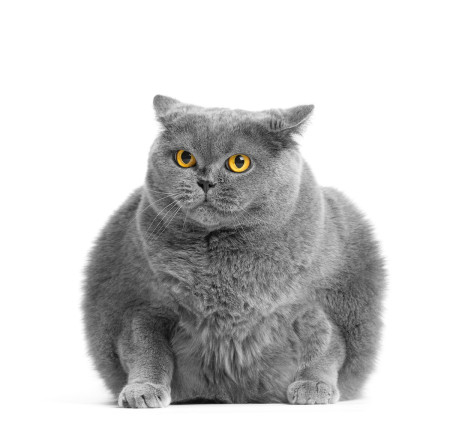 Study Finds Lower Rates of Overweight Among Vegan-Fed Cats
