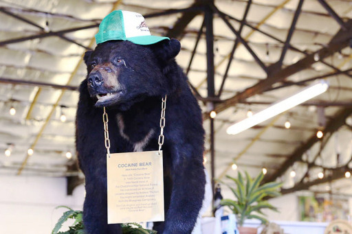 Ripley's Believe It or Not! Makes Offer to Purchase the Real Cocaine Bear