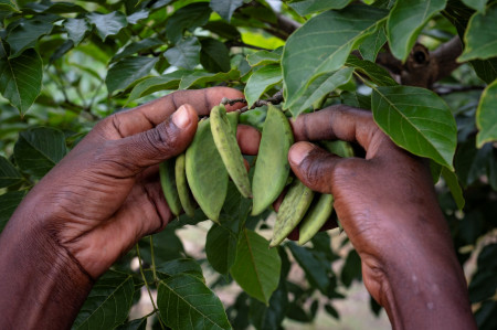 Phyla's Pongamia Pods