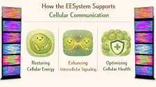 How the EESystem™ Supports Cellular Communication