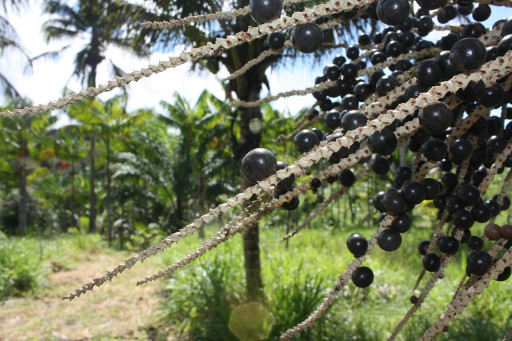 SEQP: Delivering Farm to the Table Florida Grown Açaí