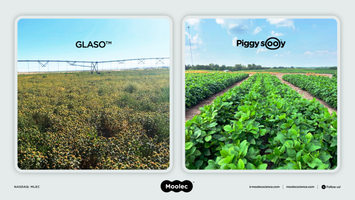 GLASO and Piggy Sooy US Harvest Announcement