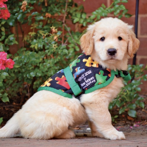 Service Dog Raisers Needed in DC, VA, MD and NC