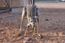 Starving kangaroo, Australia
