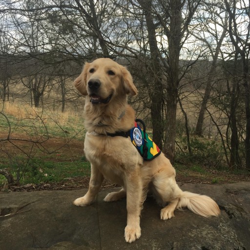 Service Dogs by Warren Retrievers Delivers "Ramses" to Child in Powhatan, VA
