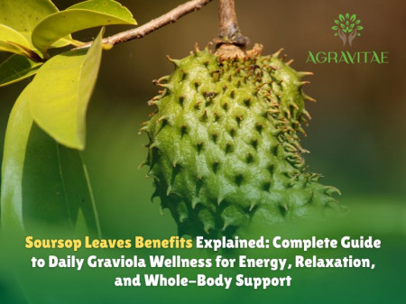 Soursop Leaves Benefits Daily Graviola Wellness