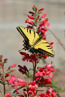 Swallowtail Butterfly on Penstemon