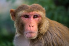 Rhesus macaque at Alpha Genesis