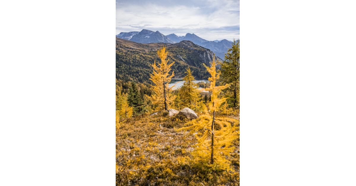 Experience Alberta’s Larch Season at the Banff Sunshine Meadows