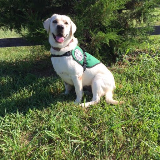 Service Dogs by Warren Retrievers Delivers Diabetic Alert  Service Dog to Somerdale, NJ