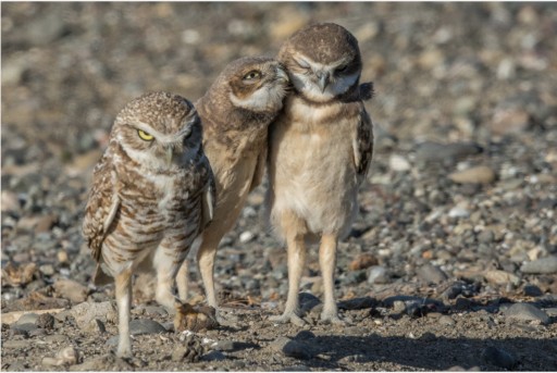Burrowing Owl Preservation Society to Join California Raptor Center Annual Open House
