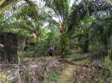 Indigenous palm oil farmer in Sarawak, Malaysia