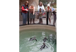 Santa Barbara Zoo Penguins