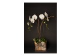 Orchid Arrangement by Eddie Zaratsian