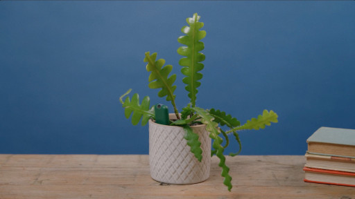 SmartyPlants: The Innovation That's Set to Revolutionize Houseplant Care