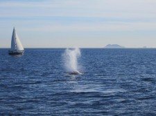 Whale Watching in San Diego, California