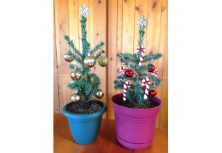  Tabletop Evergreen Trees from Nature Hills Nursery