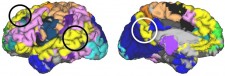 3D Brain Circuitry Map