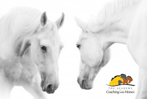The Academy for Coaching With Horses Announces New Session for Groundbreaking Quantum Horse Program