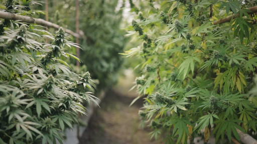 CBD Life Sciences Inc. (CBDL) Secures Major Hemp Flower Order From Bronx Dispensary Smoking Scholars Amid Explosive Growth