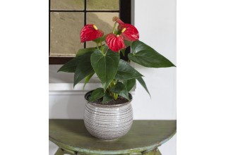 Anthurium 'Red' from Logees.com