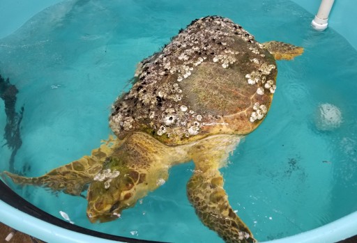 Mount Laurel Animal Hospital Provides CT Scan to 140-Pound Loggerhead Sea Turtle for New Jersey's Sea Turtle Recovery