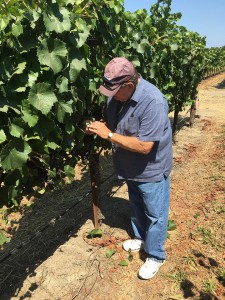 Dr. Gubler Examining Grape Vines