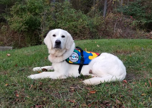 Autism Service Dog Delivered to Assist 4-Year-Old Boy in Hamburg, New York
