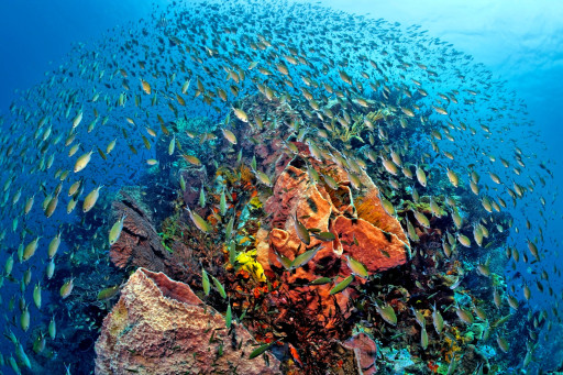 The Death of 'Greenwashing': How Ownia Collection is Redefining Ultra-Luxury to Save our Oceans