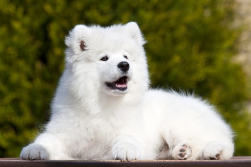Teresa Heaver of Kabeara Kennels Providing Essential Care to the Samoyed Breed