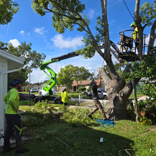 SB Tree Service Crew Performing Professional Tree Removal in Volusia County 
