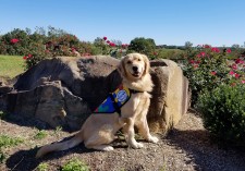 Jillian, a golden retriever Autism Service Dog