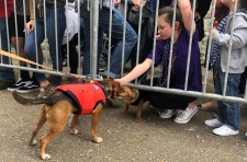 Parade Dog Stops to Get Pets