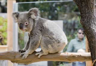 Santa Barbara Zoo Koala