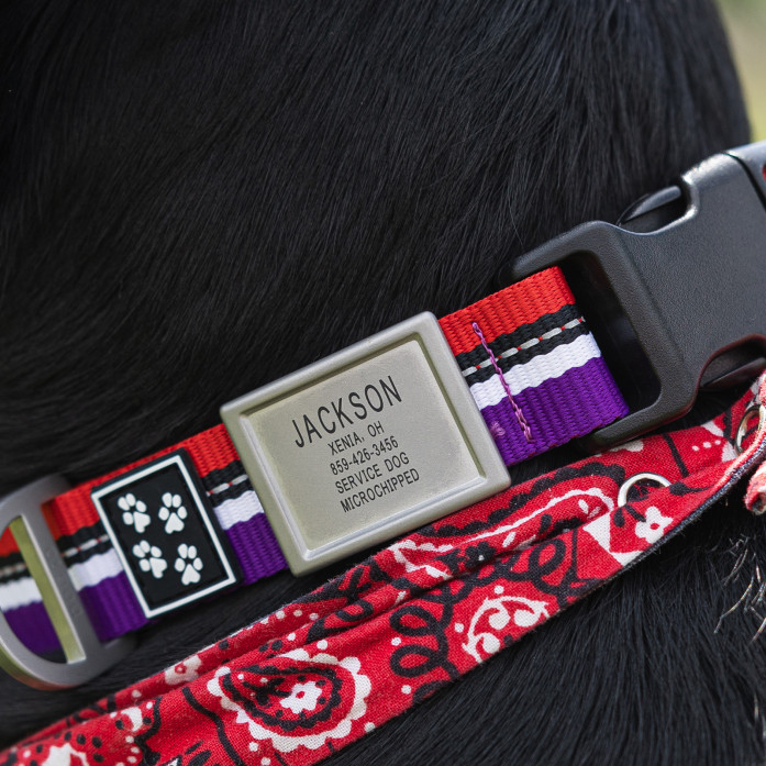 DOG iD x 4 Paws for Ability - Limited Edition Dog ID Collar 2