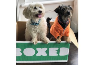 Dogly Dogs & Boxed Fans Ozzy & Houzton 