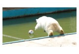 Nika the Bear leaps for her FIFA Confederations Cup Ball