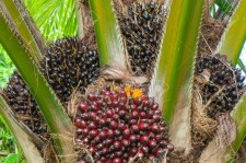 Plantations International Palm Oil