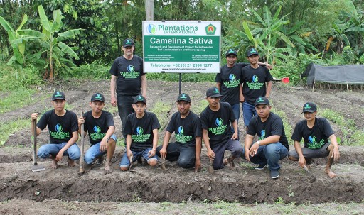 Plantations International Expands Indonesia Camelina Sativa Seed Program