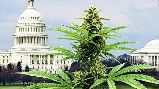 What The Media Isn't Telling You: The Real Marijuana Story Emerging From DEA's Rescheduling Hearing