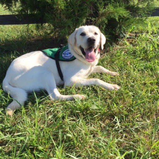 Service Dogs by Warren Retrievers Delivers Diabetic Alert Service Dog to Man in Sewickley, Pa.