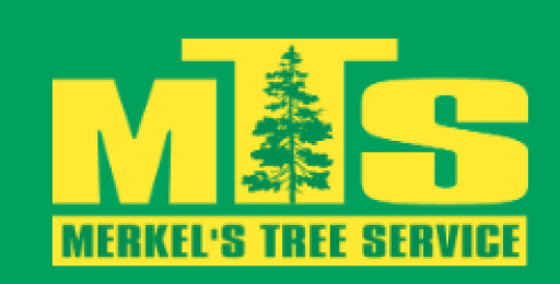 Surging Demand for Tree Care in Berks County Reflects Aging Canopies, Stronger Storms, and Ongoing Lanternfly Damage, Local Arborist Says