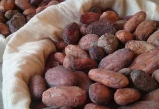 Cocoa Beans 