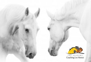 Quantum Horse: Evolving Consciousness Through the Wisdom of Horse